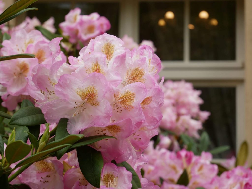 Foto_Rhododendron vor Museumsfenster